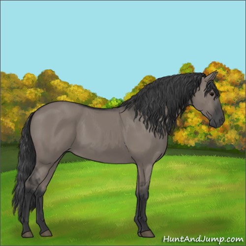 Horse Color:Grullo 