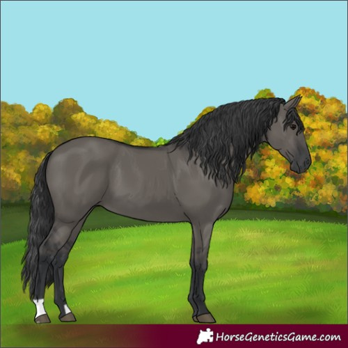 Horse Color:Grullo