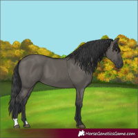 Horse Color:Grullo 