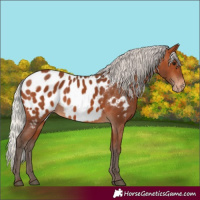 Horse Color:Silver Bay Appaloosa 