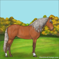 Horse Color:Silver Bay 