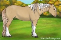 Horse Color:Palomino Dun Tobiano