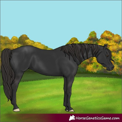 Horse Color:Liver Chestnut 
