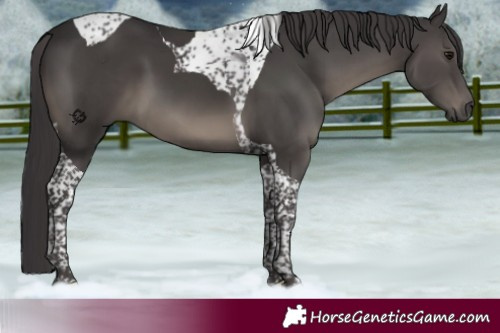 Horse Color:Smoky Black Tobiano 