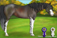 Horse Color:Brown Sabino 