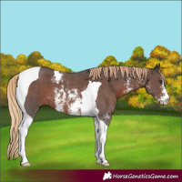 Horse Color:Liver Chestnut Sabino Tobiano 
