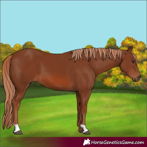 Horse Color:Chestnut 