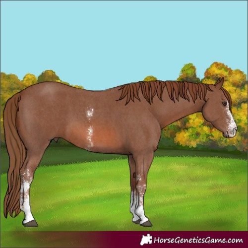 Horse Color:Chestnut Sabino 