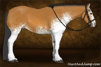 Horse Color:White Spotted Bay 