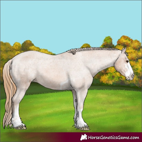 Horse Color:Chestnut Appaloosa 