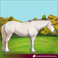 Horse Color:Chestnut Appaloosa 