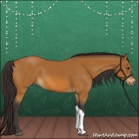 Horse Color:Buckskin 