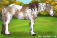 Horse Color:White Spotted Chocolate Smoky Black Tobiano 