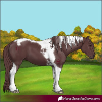 Horse Color:Chocolate Black Tobiano 