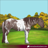 Horse Color:White Spotted Chocolate Grullo Tobiano 