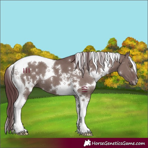 Horse Color:White Spotted Chocolate Grullo Tobiano 