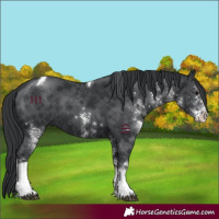 Horse Color:White Spotted Black Tobiano 
