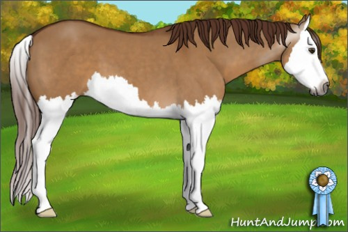 Horse Color:Gray Red Dun Splash 