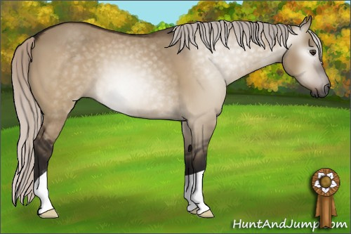 Horse Color:Gray Silver Brown Dun 