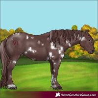 Horse Color:White Spotted Chocolate Black Sabino 