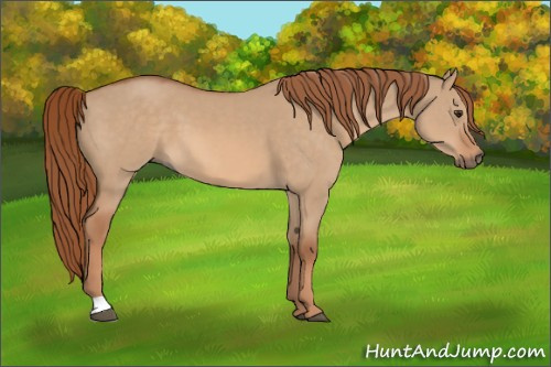Horse Color:Red Dun 