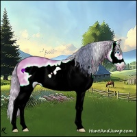 Horse Color:Watercolor White Spotted Bay Dun Splash Frame 