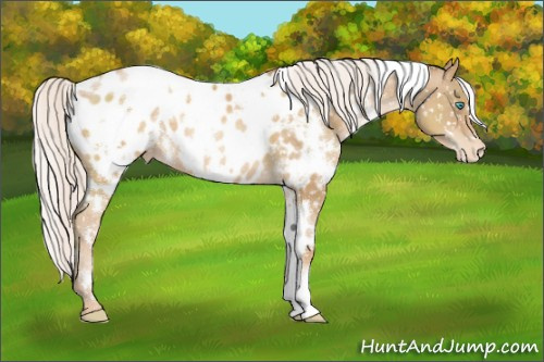 Horse Color:White Spotted Silver Buckskin Pearl Appaloosa