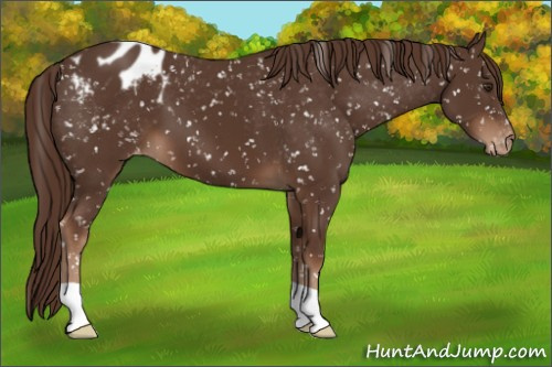 Horse Color:Liver Chestnut Appaloosa 