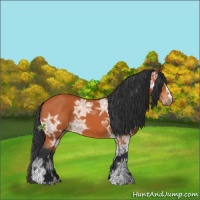 Horse Color:Bay Ice Sabino 