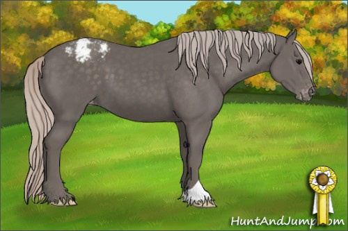 Horse Color:Silver Black Appaloosa