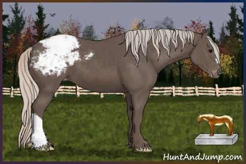 Horse Color:Silver Black Appaloosa 