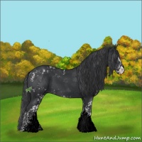 Horse Color:Black Sabino 