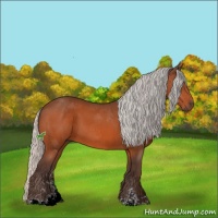 Horse Color:Silver Bay Sabino