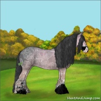 Horse Color:Black Ice Sabino