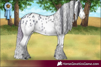 Horse Color:White Spotted Buckskin Chinchilla Splash Appaloosa 