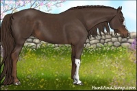 Horse Color:Liver Chestnut 