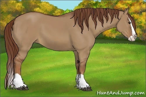 Horse Color:Red Dun Splash