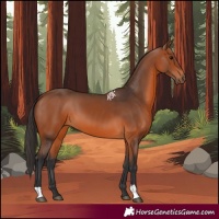 Horse Color:Bay 