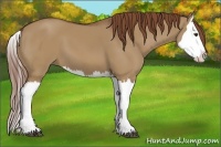Horse Color:Red Dun Splash 