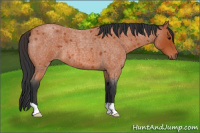 Horse Color:Bay Roan 