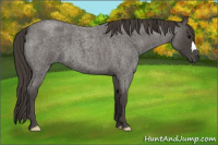 Horse Color:Smoky Blue Roan 