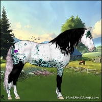 Horse Color:Watercolor White Spotted Red Dun Splash Rabicano 