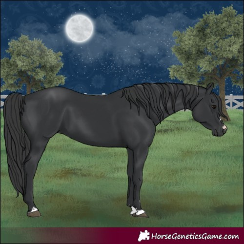 Horse Color:Black 