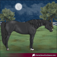 Horse Color:Black 