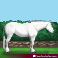 Horse Color:Gray Blue Roan Tobiano Appaloosa 
