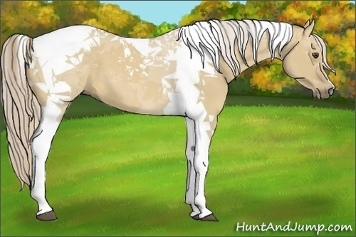 Horse Color:Palomino Dun Tobiano