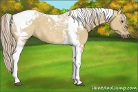 Horse Color:Palomino Dun Tobiano