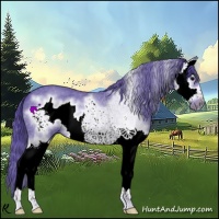 Horse Color:Watercolor Blue Roan Splash Frame Rabicano 