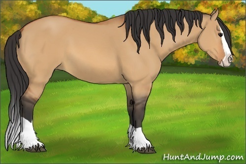 Horse Color:Bay Dun Splash