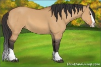Horse Color:Bay Dun Splash